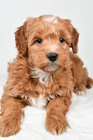 Annie, a female Miniature Goldendoodle for sale in Dundee, OH – 4 of 8