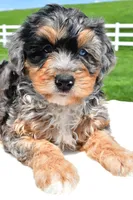 Brianna, a female Miniature Bernedoodle and Miniature Aussiedoodle for sale in Dundee, OH – 6 of 7