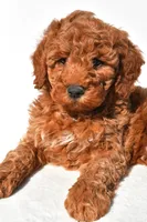 Ashton, a male Miniature Goldendoodle for sale in Dundee, OH – 8 of 9