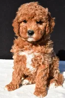 Sophia, a female Miniature Goldendoodle for sale in Dundee, OH – 2 of 8
