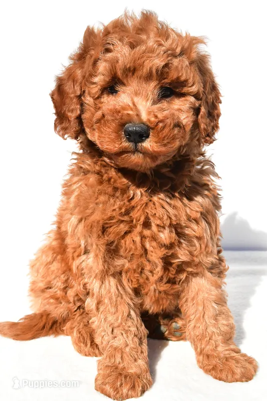 Rosie – Miniature Goldendoodle puppy for sale in Dundee, OH