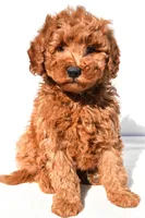 Rosie, a female Miniature Goldendoodle for sale in Dundee, OH – 1 of 8