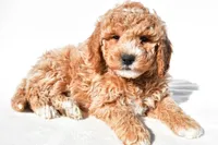 Justin, a male Miniature Goldendoodle for sale in Dundee, OH – 4 of 8