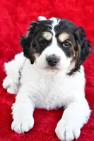 Colleen, a female Miniature Bernedoodle and Miniature Aussiedoodle for sale in Dundee, OH – 7 of 9