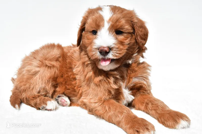 Landrie – Miniature Goldendoodle puppy for sale in Dundee, OH