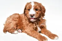 Landrie, a female Miniature Goldendoodle for sale in Dundee, OH – 1 of 6
