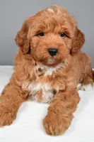 Brady, a male Miniature Goldendoodle for sale in Dundee, OH – 3 of 10