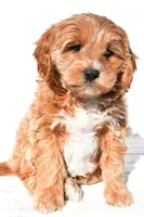 Kara, a female Miniature Goldendoodle for sale in Dundee, OH – 2 of 8