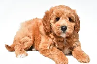 Klhoe, a female Miniature Goldendoodle for sale in Dundee, OH – 4 of 7