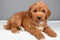 Brady, a male Miniature Goldendoodle for sale in Dundee, OH – 4 of 10