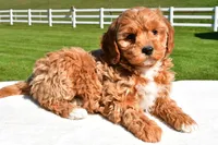 Jade, a female Miniature Goldendoodle for sale in Dundee, OH – Photo 4 of 7