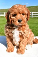 Jade, a female Miniature Goldendoodle for sale in Dundee, OH – Photo 1 of 7