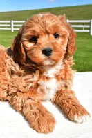 Jade, a female Miniature Goldendoodle for sale in Dundee, OH – Photo 6 of 7