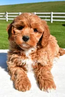 Jade, a female Miniature Goldendoodle for sale in Dundee, OH – Photo 7 of 7