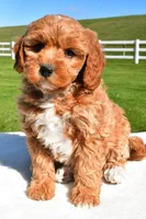 Jade, a female Miniature Goldendoodle for sale in Dundee, OH – Photo 2 of 7