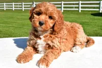 Jade, a female Miniature Goldendoodle for sale in Dundee, OH – Photo 5 of 7