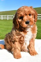 Jade, a female Miniature Goldendoodle for sale in Dundee, OH – Photo 3 of 7