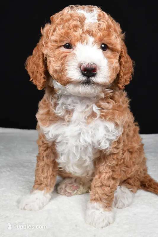 Miley – Miniature Goldendoodle puppy for sale in Dundee, OH