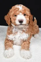 Miley, a female Miniature Goldendoodle for sale in Dundee, OH – Photo 3 of 5