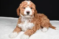 Miley, a female Miniature Goldendoodle for sale in Dundee, OH – Photo 2 of 5