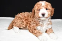 Miley, a female Miniature Goldendoodle for sale in Dundee, OH – Photo 4 of 5