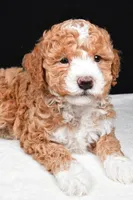 Miley, a female Miniature Goldendoodle for sale in Dundee, OH – Photo 5 of 5
