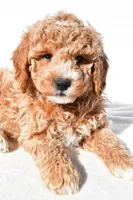 Justin, a male Miniature Goldendoodle for sale in Dundee, OH – 5 of 8