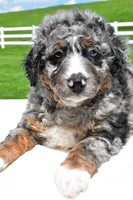 Landon, a male Miniature Bernedoodle and Miniature Aussiedoodle for sale in Dundee, OH – 6 of 6