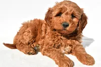 Braxton, a male Miniature Goldendoodle for sale in Dundee, OH – 3 of 10