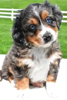 Lilly, a female Miniature Bernedoodle and Miniature Aussiedoodle for sale in Dundee, OH – 2 of 8