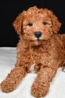 Riley, a male Miniature Labradoodle for sale in Dundee, OH – Photo 7 of 9