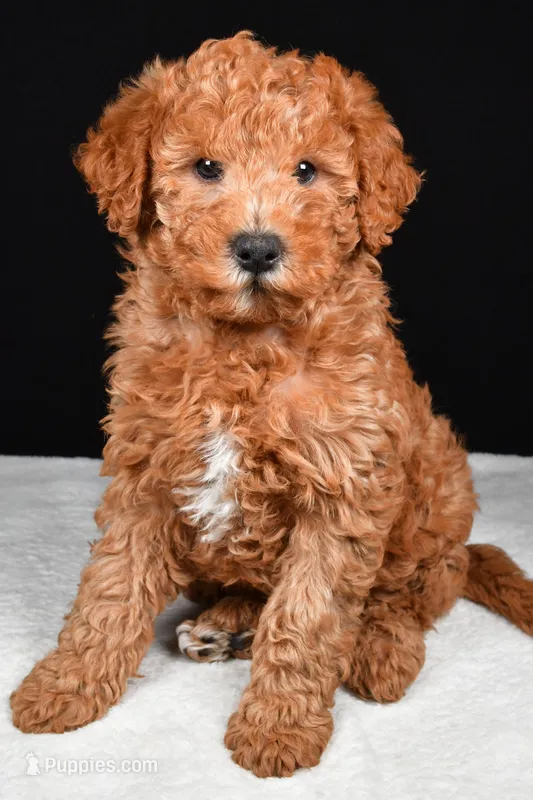 Riley – Miniature Labradoodle puppy for sale in Dundee, OH