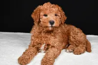 Riley, a male Miniature Labradoodle for sale in Dundee, OH – Photo 3 of 9