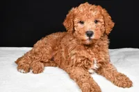 Riley, a male Miniature Labradoodle for sale in Dundee, OH – Photo 5 of 9