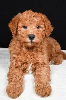 Riley, a male Miniature Labradoodle for sale in Dundee, OH – Photo 8 of 9