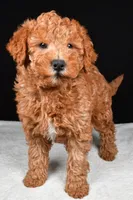 Riley, a male Miniature Labradoodle for sale in Dundee, OH – Photo 9 of 9