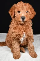Riley, a male Miniature Labradoodle for sale in Dundee, OH – Photo 2 of 9