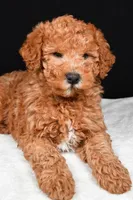 Riley, a male Miniature Labradoodle for sale in Dundee, OH – Photo 4 of 9