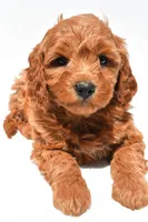 Ellie, a female Miniature Goldendoodle for sale in Dundee, OH – Photo 3 of 8