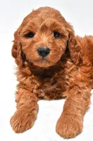 Ellie, a female Miniature Goldendoodle for sale in Dundee, OH – Photo 7 of 8