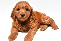 Ellie, a female Miniature Goldendoodle for sale in Dundee, OH – Photo 6 of 8