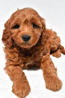 Ellie, a female Miniature Goldendoodle for sale in Dundee, OH – Photo 8 of 8