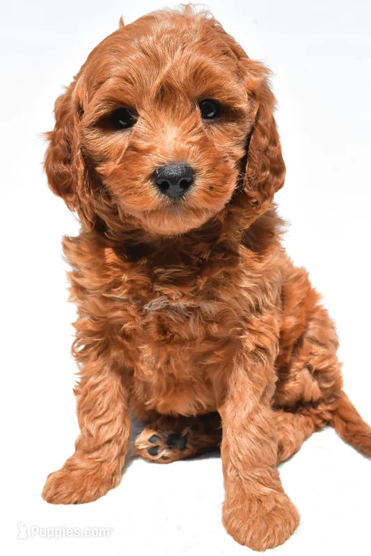 Ellie – Miniature Goldendoodle puppy for sale in Dundee, OH