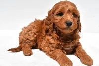 Ellie, a female Miniature Goldendoodle for sale in Dundee, OH – Photo 4 of 8