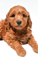 Ellie, a female Miniature Goldendoodle for sale in Dundee, OH – Photo 5 of 8