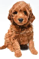 Ellie, a female Miniature Goldendoodle for sale in Dundee, OH – Photo 2 of 8