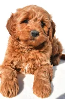 Braxton, a male Miniature Goldendoodle for sale in Dundee, OH – 10 of 10