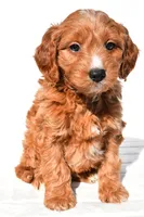 Conner, a male Miniature Goldendoodle for sale in Dundee, OH – 2 of 7