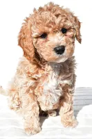 Bella, a female Miniature Goldendoodle for sale in Dundee, OH – 1 of 8