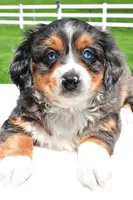 Lilly, a female Miniature Bernedoodle and Miniature Aussiedoodle for sale in Dundee, OH – 8 of 8